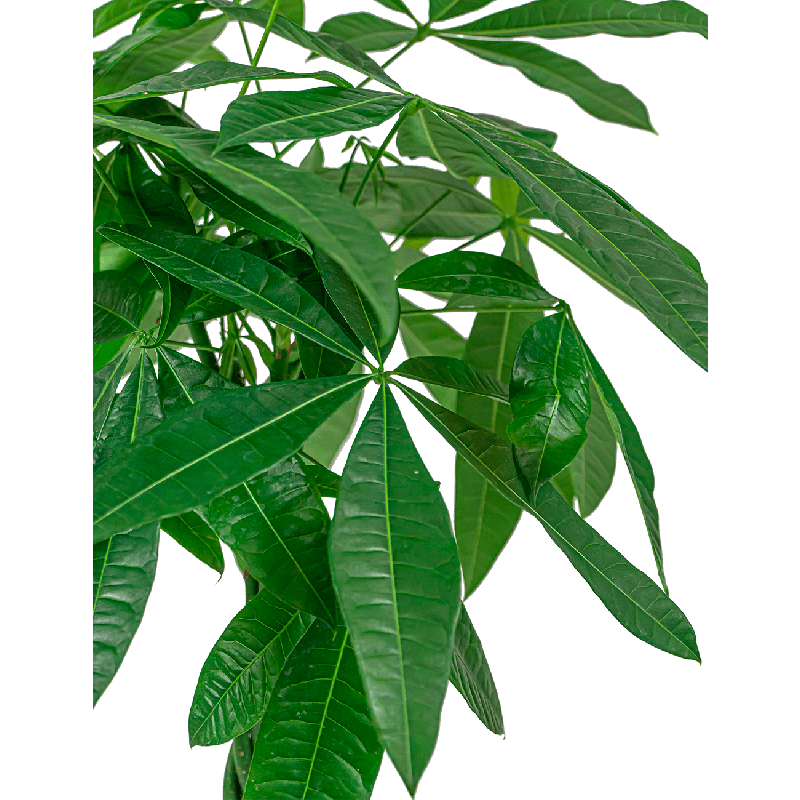 Pachira Aquatica Compact