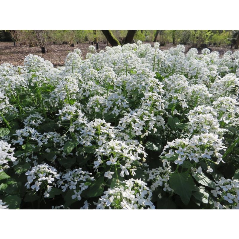 Pachyphragma macrophyllum