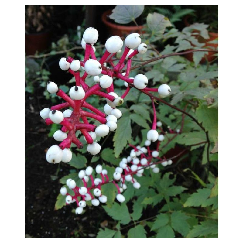 Actaea Misty Blue