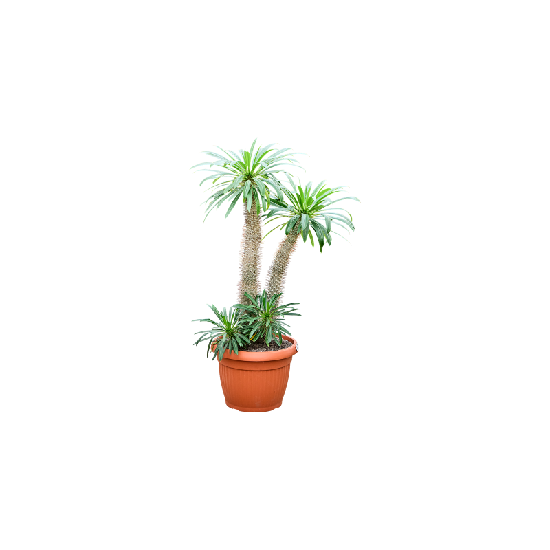 Pachypodium lamerei - 2 stam