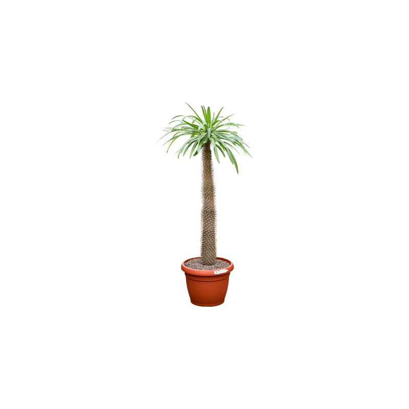 Pachypodium lamerei