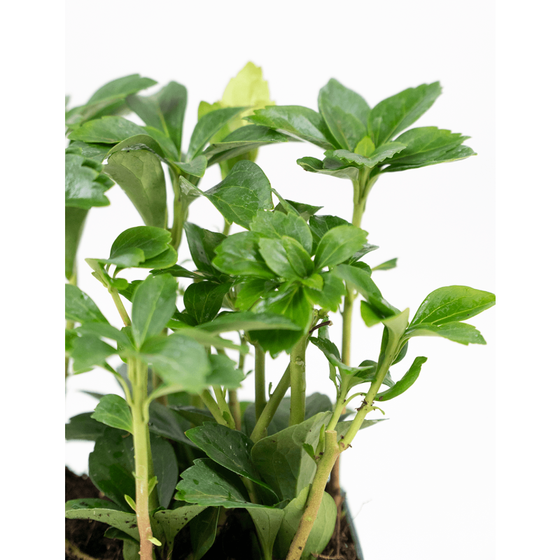 Pachysandra Green Sheen 