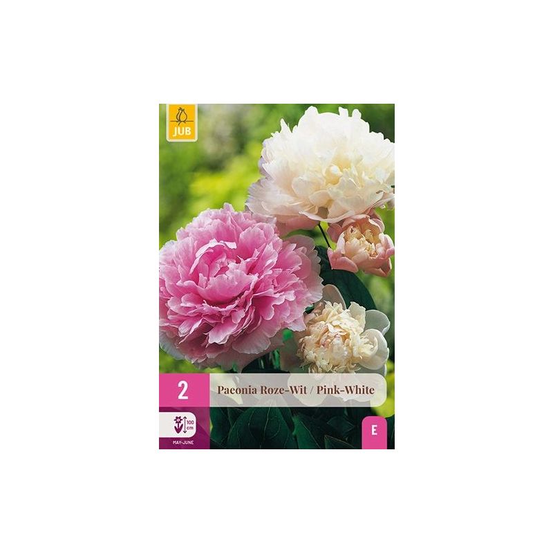 Paeonia Pink/White - 2 stuks