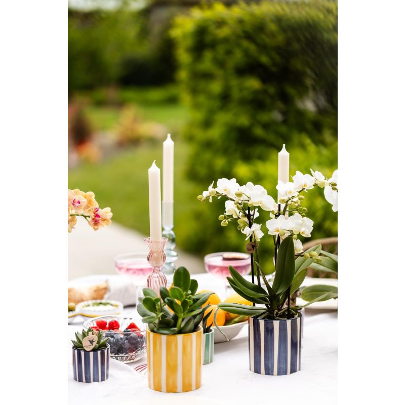 Plantenset Painted Stripe