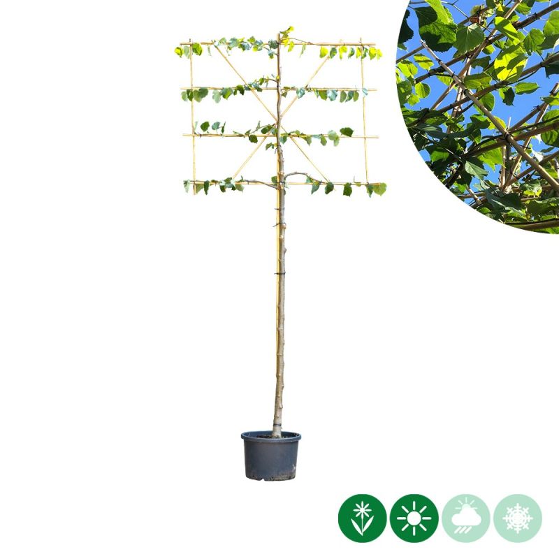 Tilia Pallida - leiboom