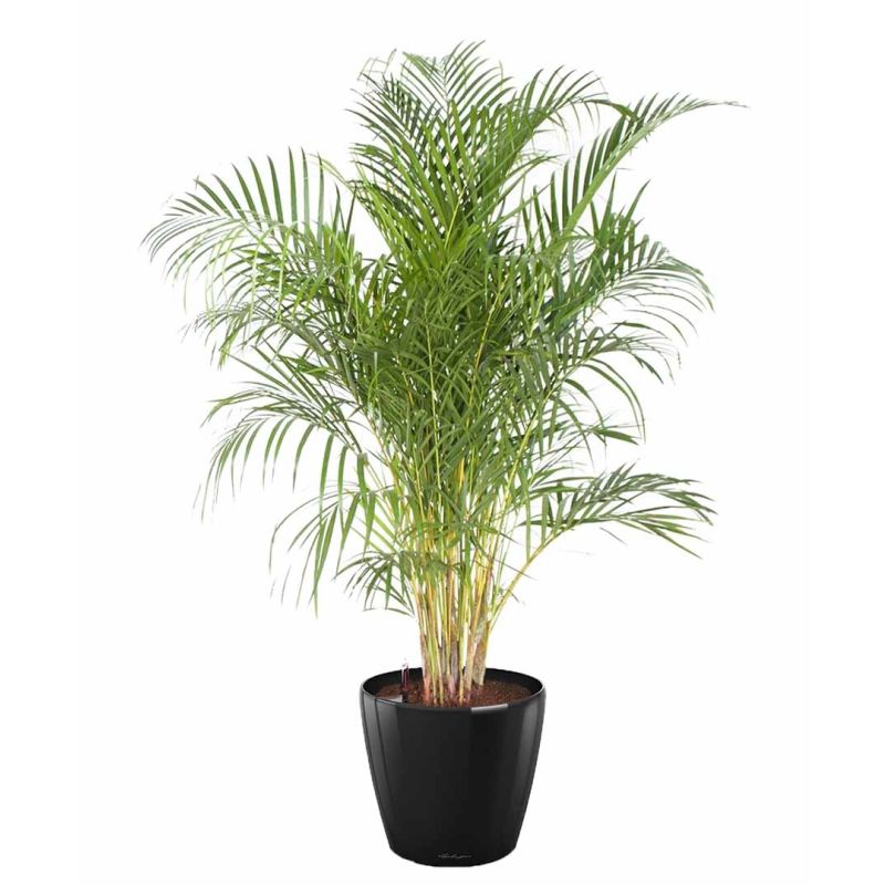 Areca Lutescens in watergevende classico zwart