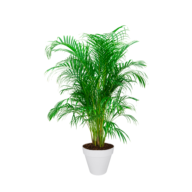 Areca Lutescens in Urban Loft wit