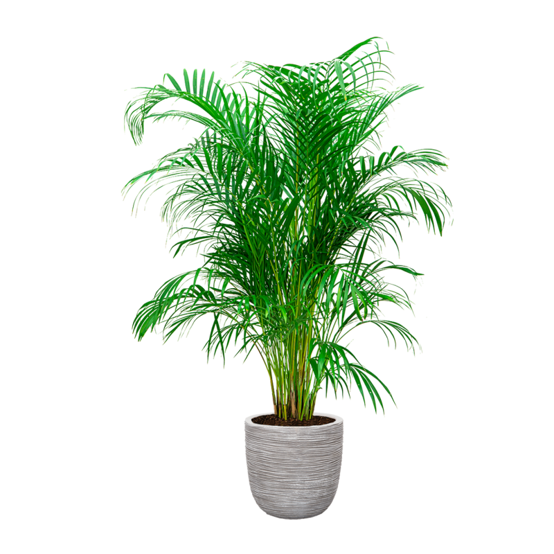 Areca Lutescens in Nature Rib Egg Planter wit