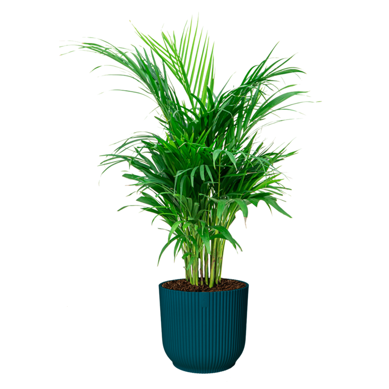 Areca Lutescens in Vibes blauw