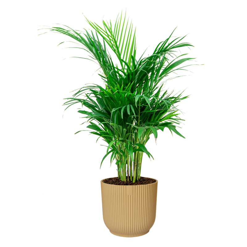 Areca Lutescens in Vibes geel