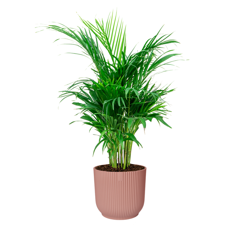 Areca Lutescens in Vibes roze