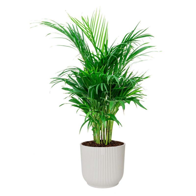 Areca Lutescens in Vibes wit