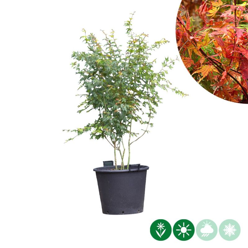 Acer palmatum - meerstammig