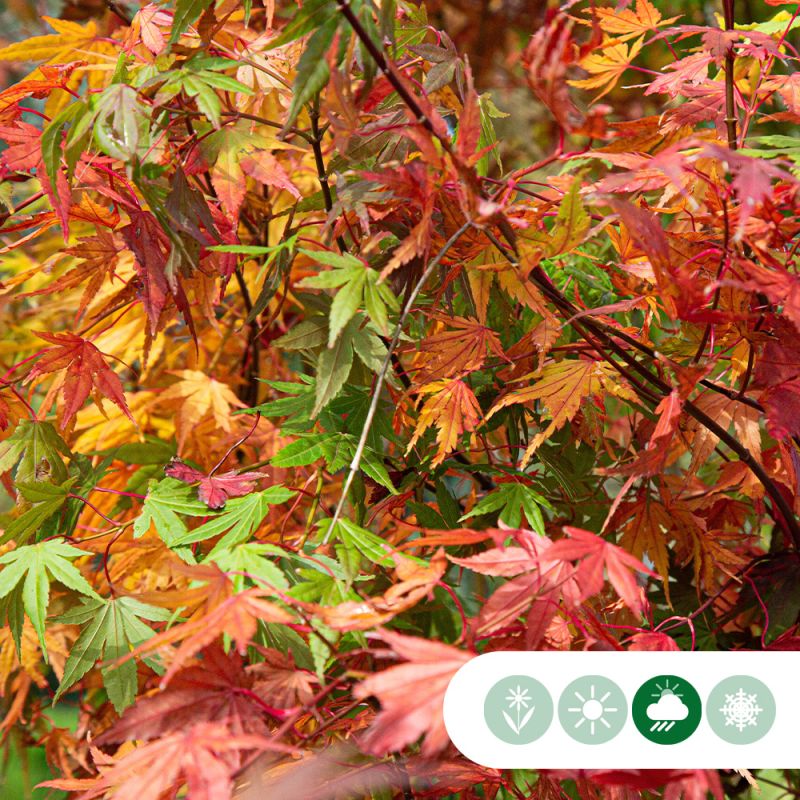 Acer palmatum - meerstammig