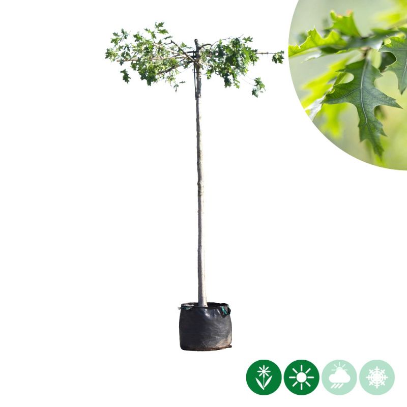 Quercus palustris - kruisdak