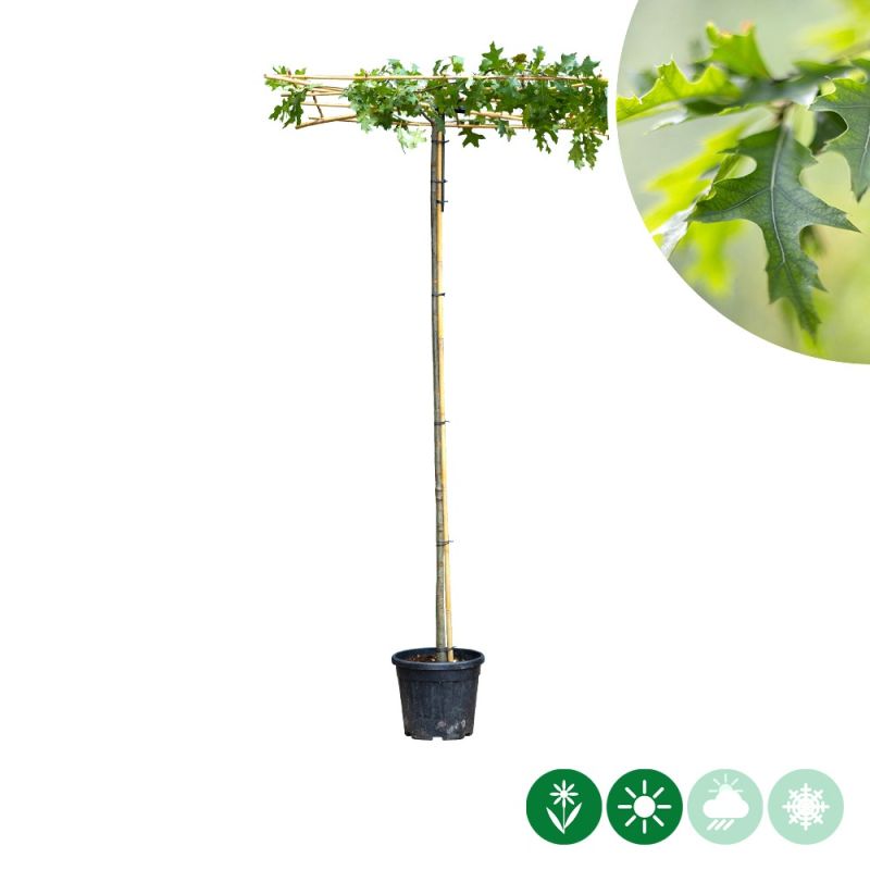 Quercus palustris - vierkant dak