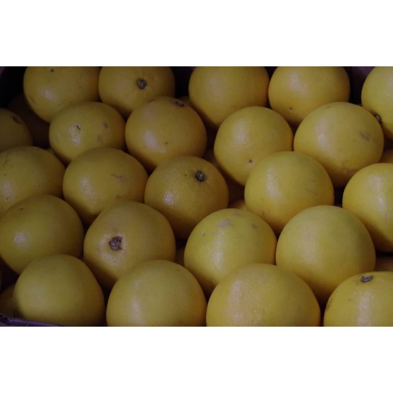 Citrus Lipo