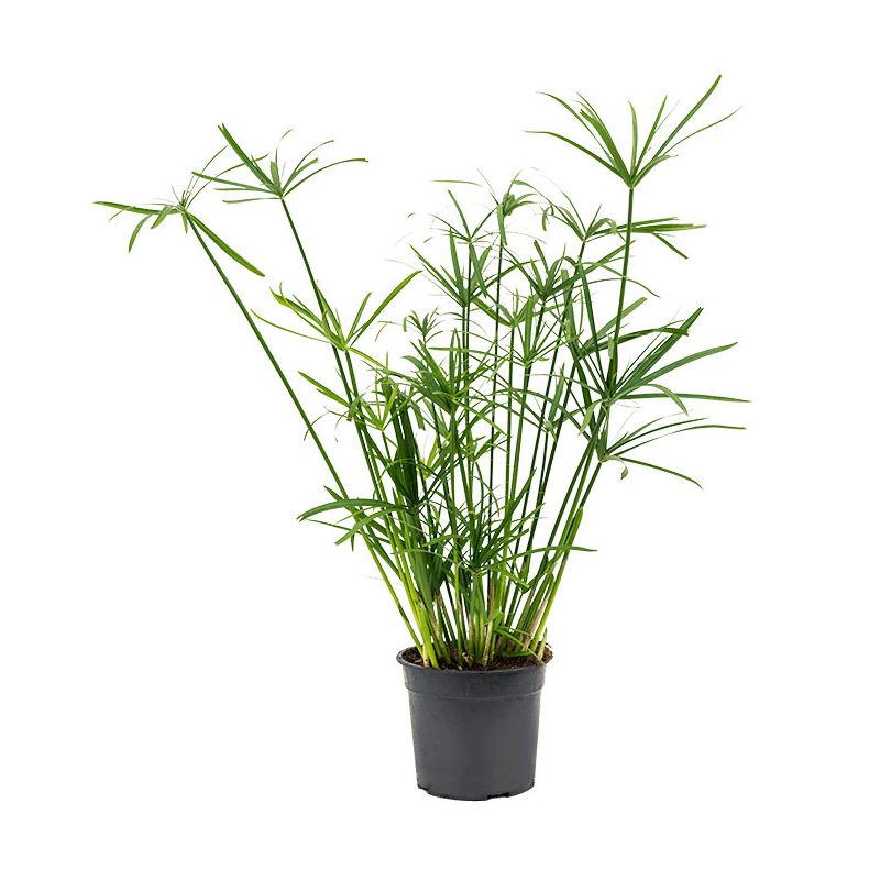 Cyperus alternifolius