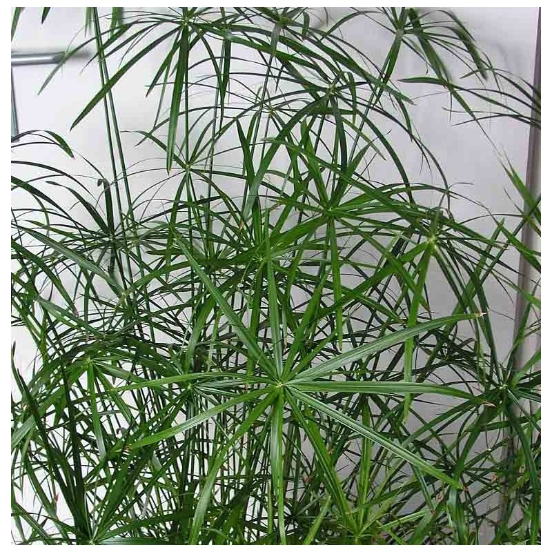 Cyperus alternifolius