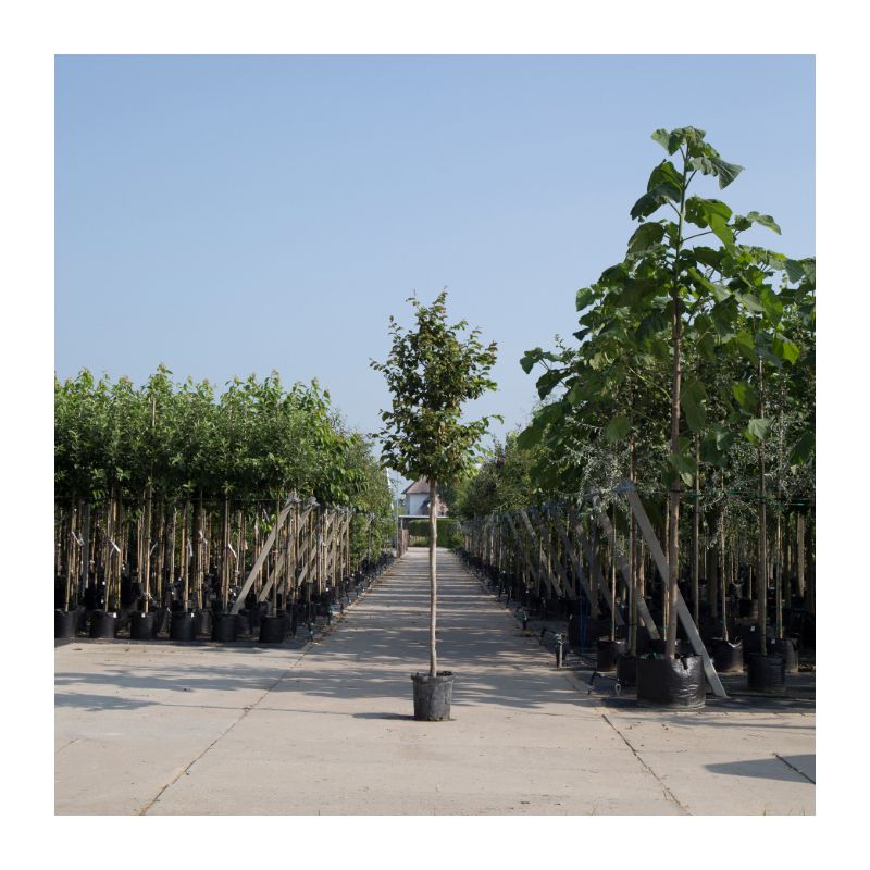 Parrotia Persica 