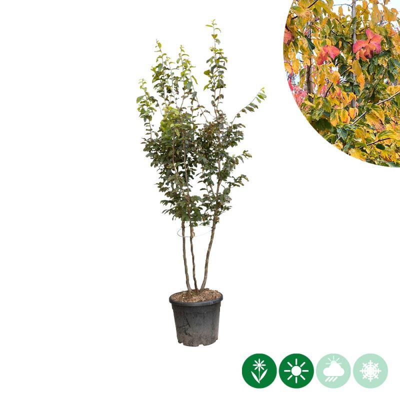 Parrotia persica - meerstammig