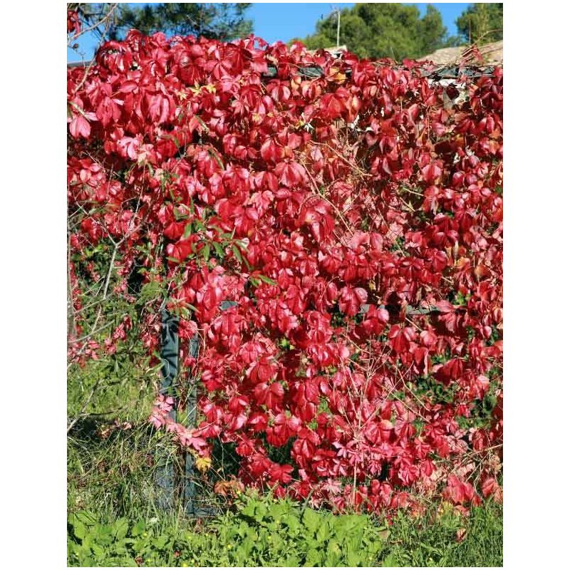 Parthenocissus quinquefolia