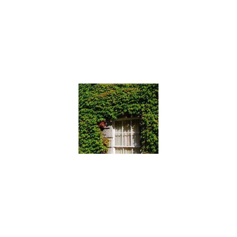 Parthenocissus tricuspidata 'Veitchii' Wilde Wingerd