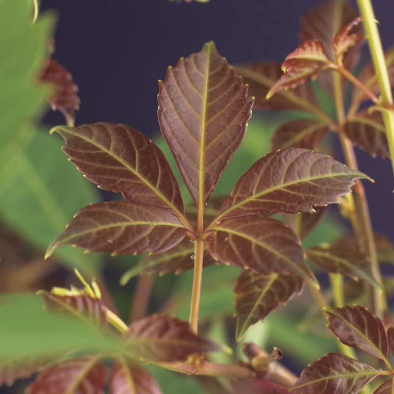 Parthenocissus henryana