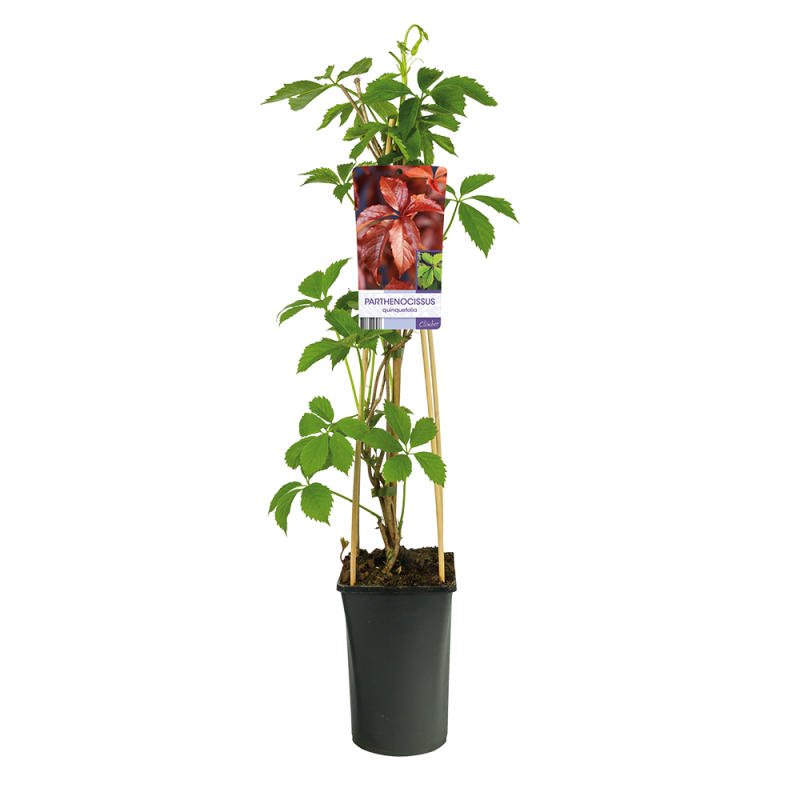 Parthenocissus quinquefolia
