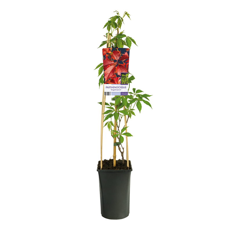 Parthenocissus 'Engelmannii'