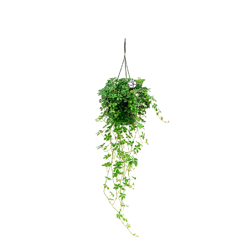 Parthenocissus striata 