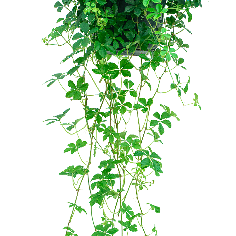 Parthenocissus Striata 