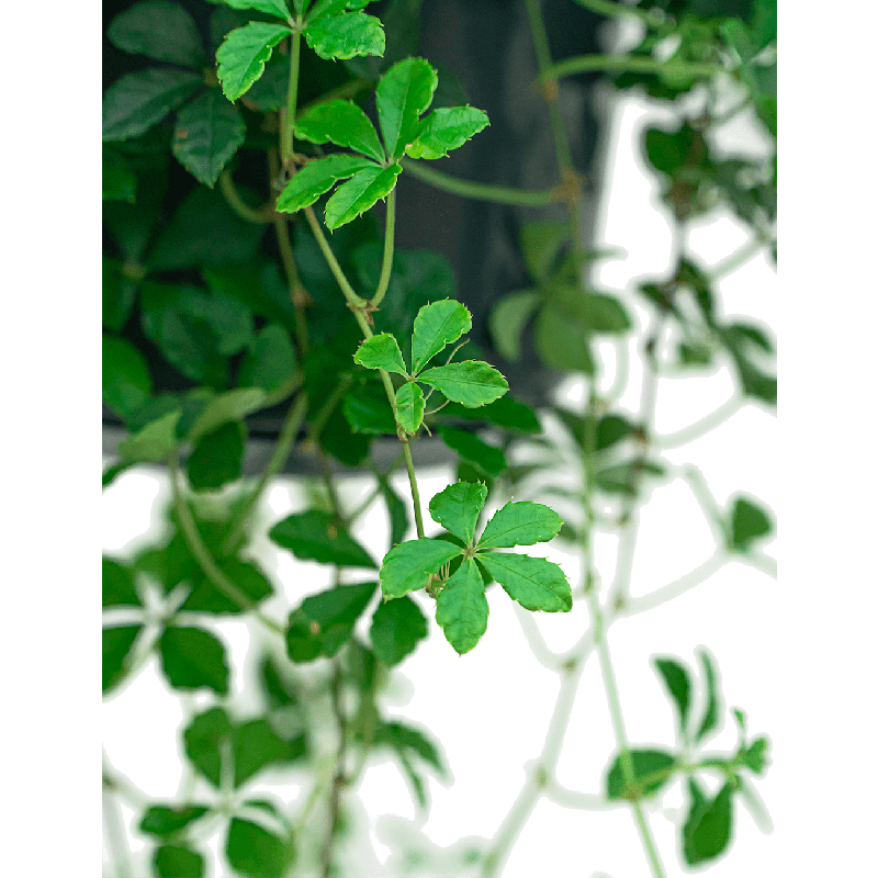 Parthenocissus striata 