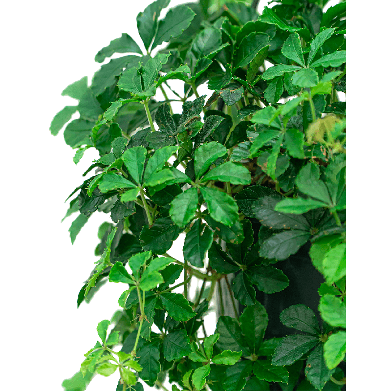 Parthenocissus striata 