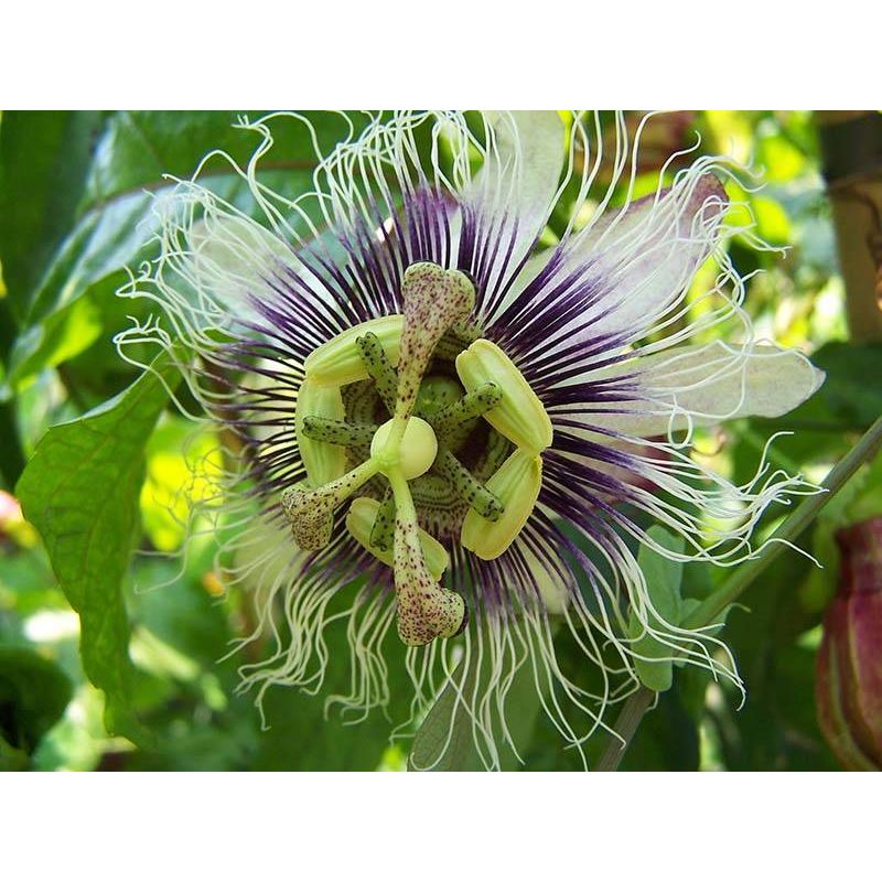 Passiflora edulis 