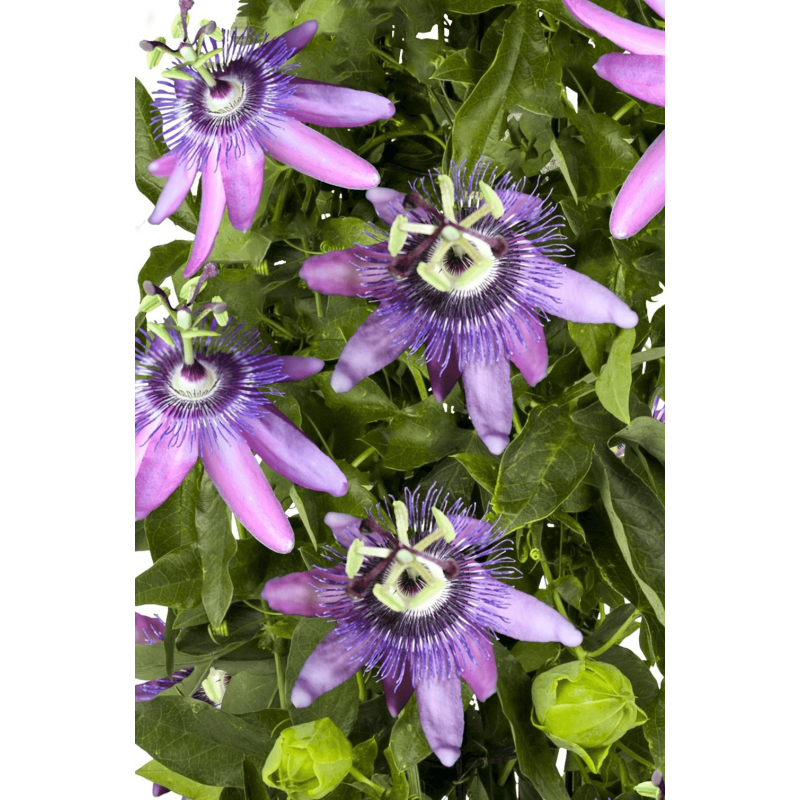 Passiflora Betty Miles Young