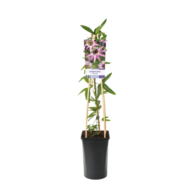 Passiflora 'Victoria'