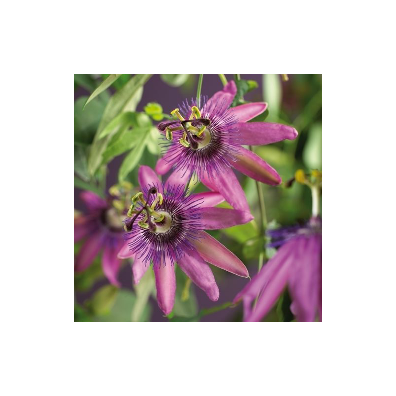 Passiflora Amethyst