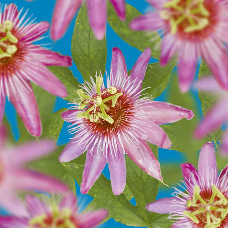 Passiflora Anastasia