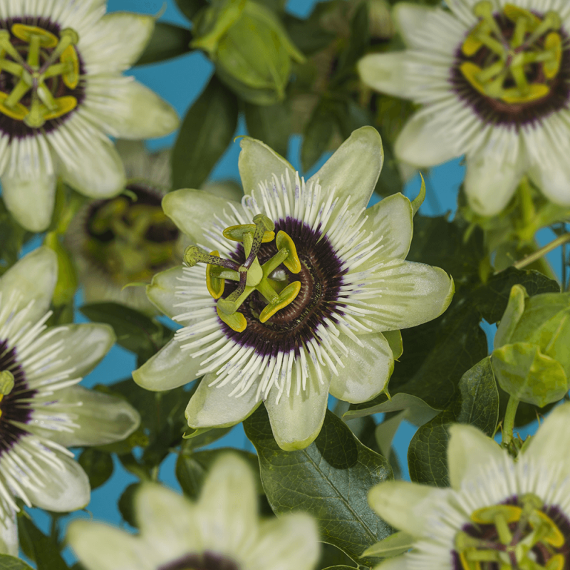 Passiflora 'Beauty of Hannover'