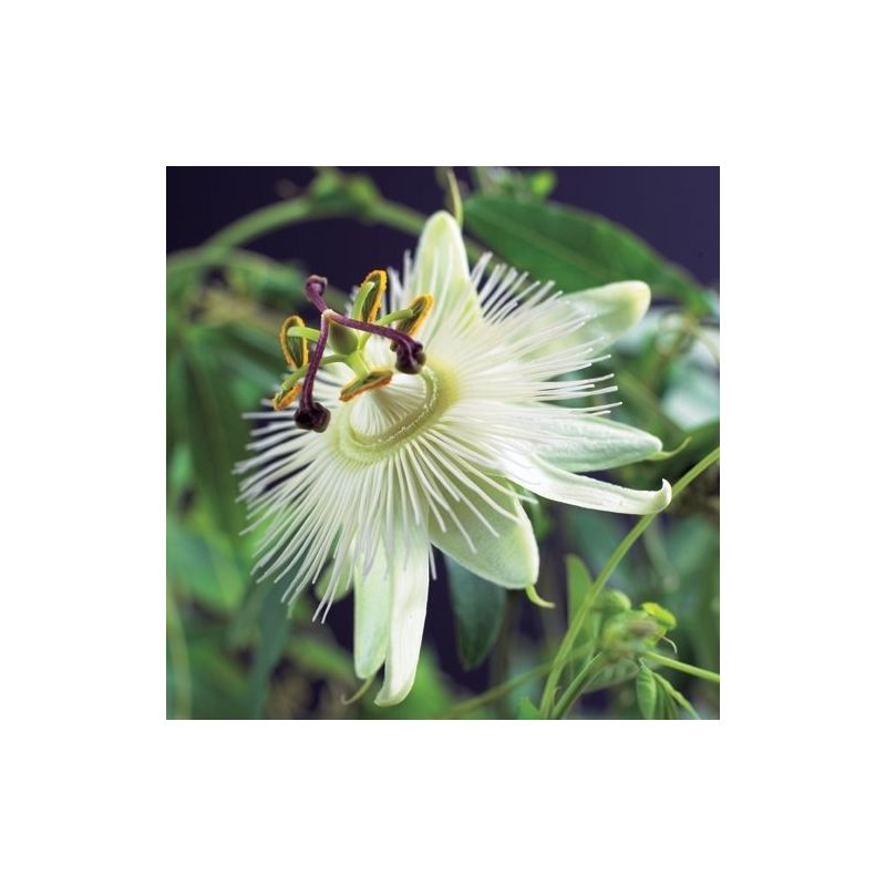 Passiflora 'Constance Elliot'