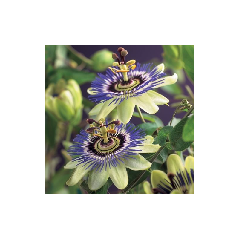 Passiflora caerulea