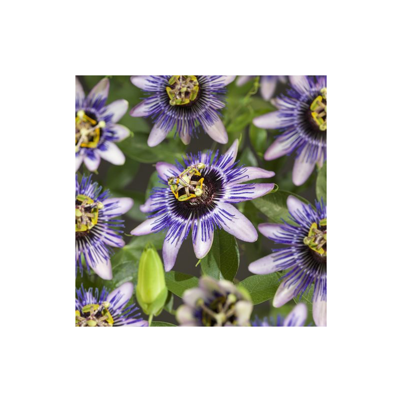 Passiflora Damsel's Delight