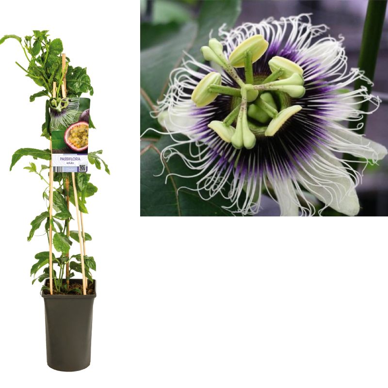 Passiflora edulis 