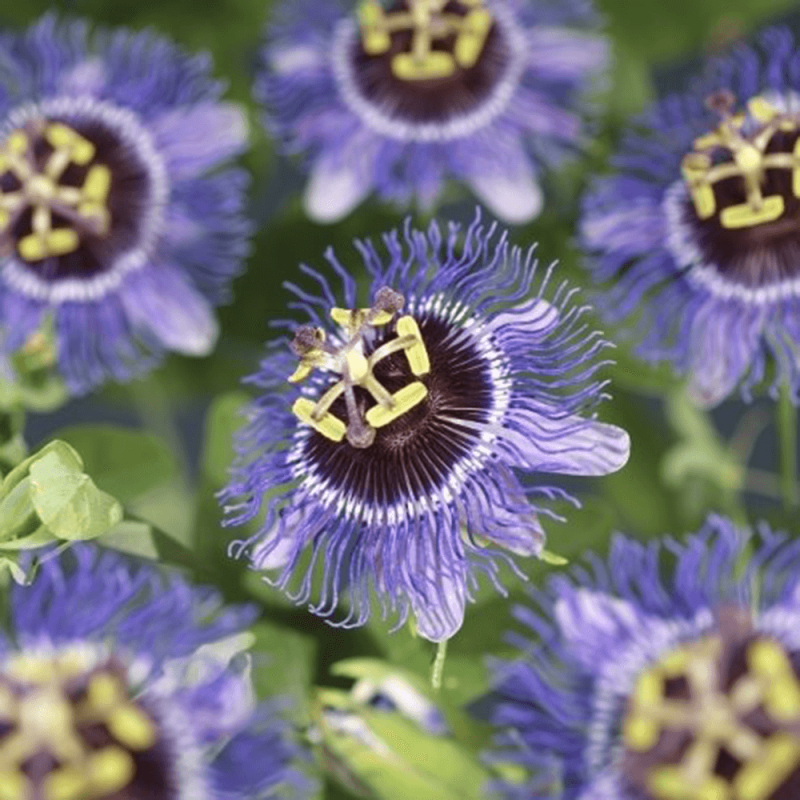 Passiflora 'Purple Rain'