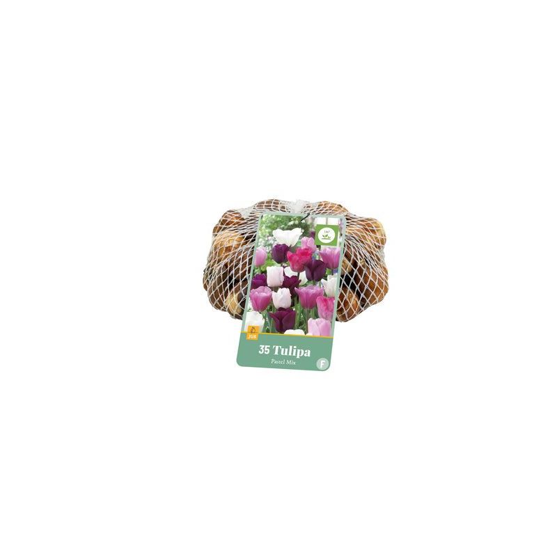 Tulipa Pastel Mix - 35 stuks