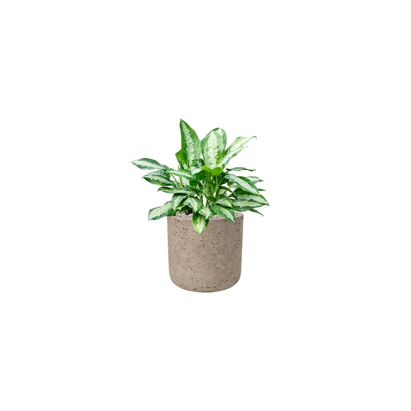 Aglaonema Pattaya Beauty