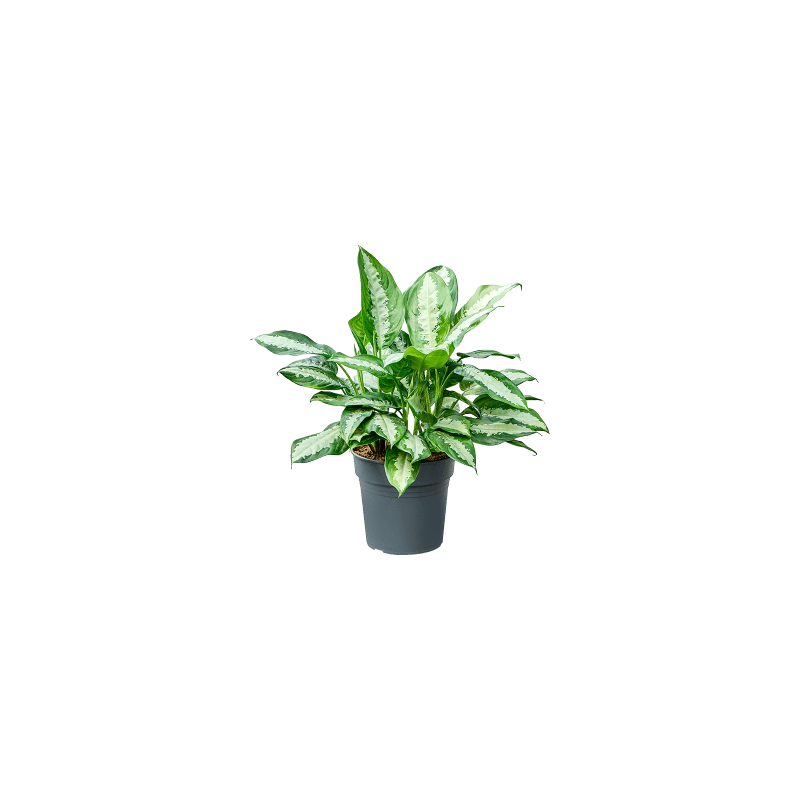 Aglaonema Pattaya Beauty
