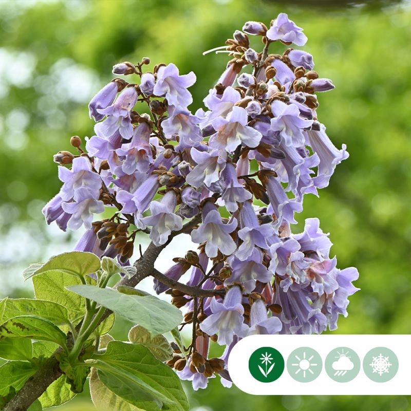 Paulownia tomentosa