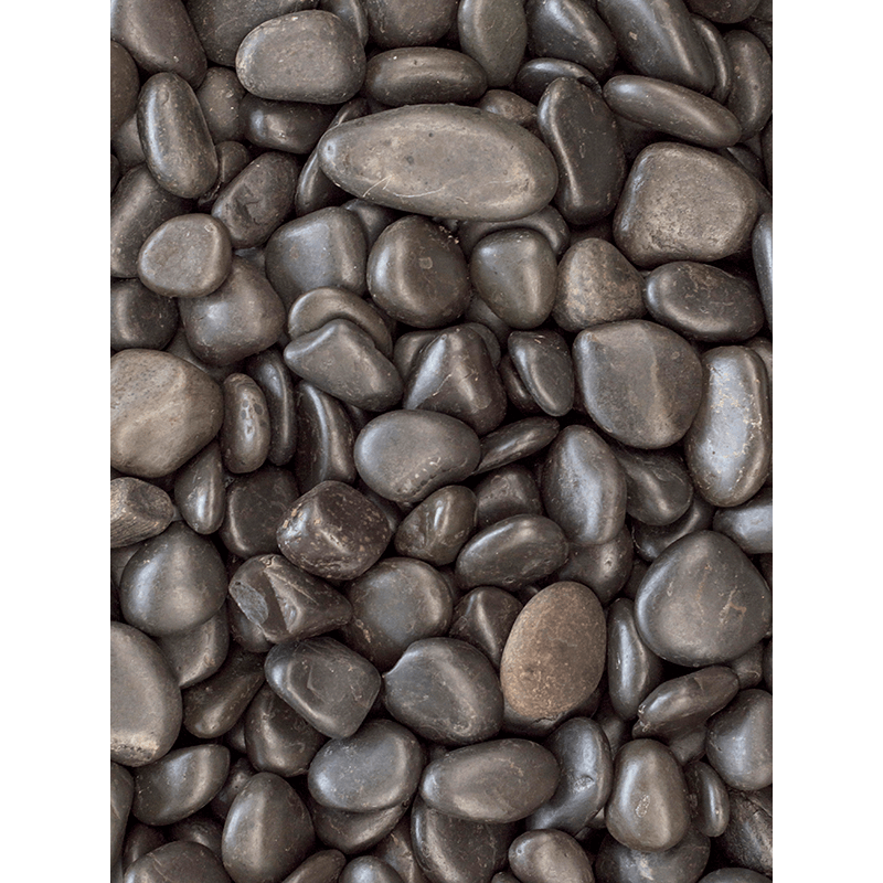 Clusia rosea Princess in Drypot Rattan Stripe Round Grey